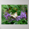 Tan and White Butterfly posters