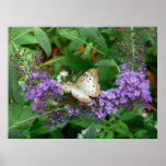 Tan and White Butterfly posters