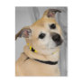 Tan Pitbull Shelter Dog Postcards