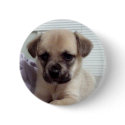 tan puppy button