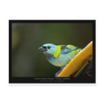 Tangara seledon - Green-headed Tanager (female) 01 Postcard