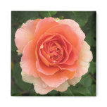 Tangerine Rose magnets