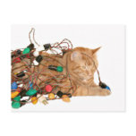Tangled Christmas kitty postcards