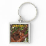 Tanjung Puting National Park Wild Orangutans keychains