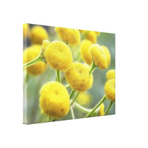 Tansy Flowers Gallery Wrap Canvas