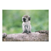 Tanzania, Ngorogoro Crater. Close-up of wild Photo Print