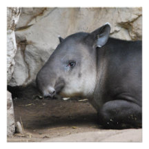 Tapir Invitations