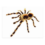Tarantula Cartão Postal