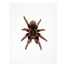 Tarantula Custom Invite
