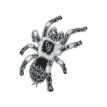 Tarantula embroidered shirts