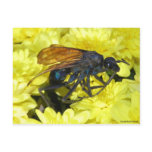Tarantula Hawk postcards