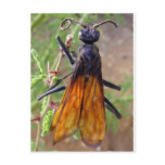 Tarantula Hawk postcards