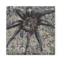 Tarantula Fridge Magnet