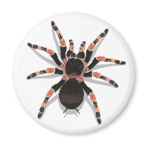 Tarantula Magnet