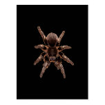 Tarantula Post Card