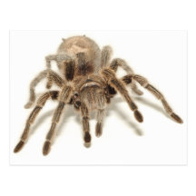 Tarantula Postcards