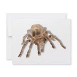 Tarantula spider invitations
