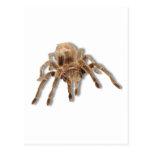 Tarantula spider postcards