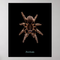 Tarantula Spider Print