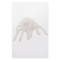 Tarantula spider customized stationery