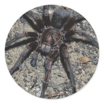 Tarantula Round Sticker