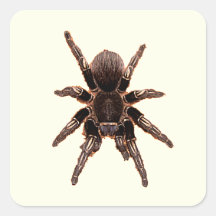 Tarantula Stickers