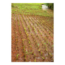 Taro field personalized announcements