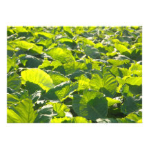 Taro plantation personalized invitation
