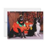 Tasha and Tobie - Border Collie Mix - Hollas invitations