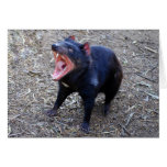 Tasmanian Devil Displaying His Vicious Yawn cards