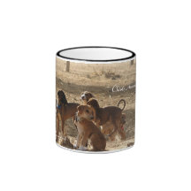 TASSE Chiots Azawakh Idi du sahel