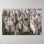 Tasseled sugarcane poster