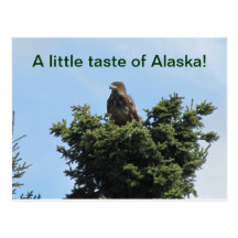 Taste of Alaska Postcard