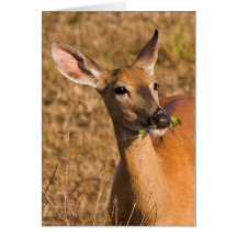 Tasty Snack Greeting Cards