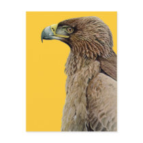 Tawny Eagle