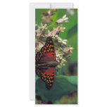 Tawny emperor on Common milkweed Customized Rack Card