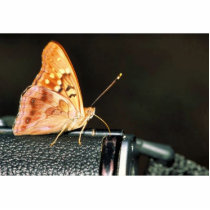 Tawny emperor cut out