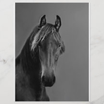 Tawny horse flyer