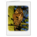 Tawny Owl 8T014D-17 cards