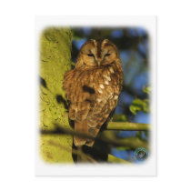 Tawny Owl 8T014D-17 Post Card
