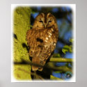 Tawny Owl 8T014D-17 posters