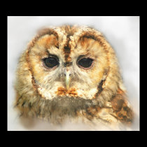 Tawny Owl posters