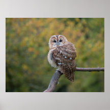 Tawny Poster
