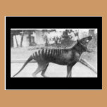 tazmanian tiger postcards