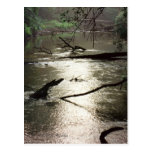 Tchefuncte Glimmer Postcard