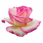 Tea Rose Pink photo sculptures