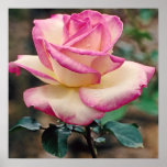Tea Rose Princesse de Monaco posters