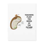 Teachers Plant The Seeds Of The Future (Bean Seed) postcards