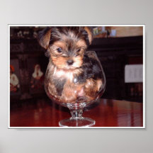 teacup pup poster