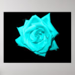 Teal aqua coloured rose solid black background posters